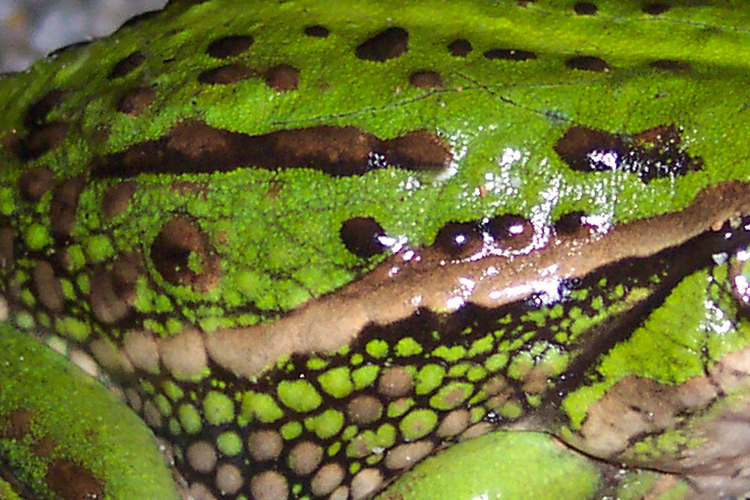A picture showing moist skin belongs to the sub category amphibians as one of the five